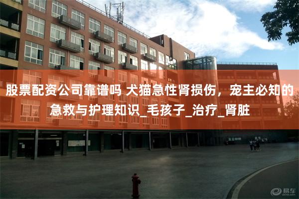股票配资公司靠谱吗 犬猫急性肾损伤，宠主必知的急救与护理知识_毛孩子_治疗_肾脏