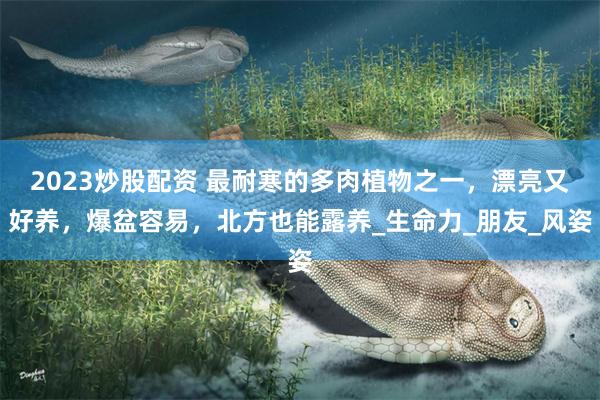 2023炒股配资 最耐寒的多肉植物之一，漂亮又好养，爆盆容易，北方也能露养_生命力_朋友_风姿